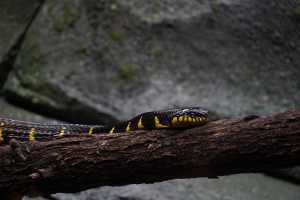 SINGAPORE ZOO (251)